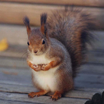 squirrel